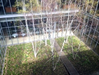 Birch trees in the courtyard.